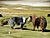 Lago di Tso Moriri: yak al campo nomadi tibetani